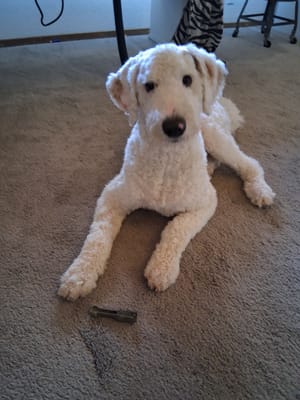 Teaching Pippin "leave it"